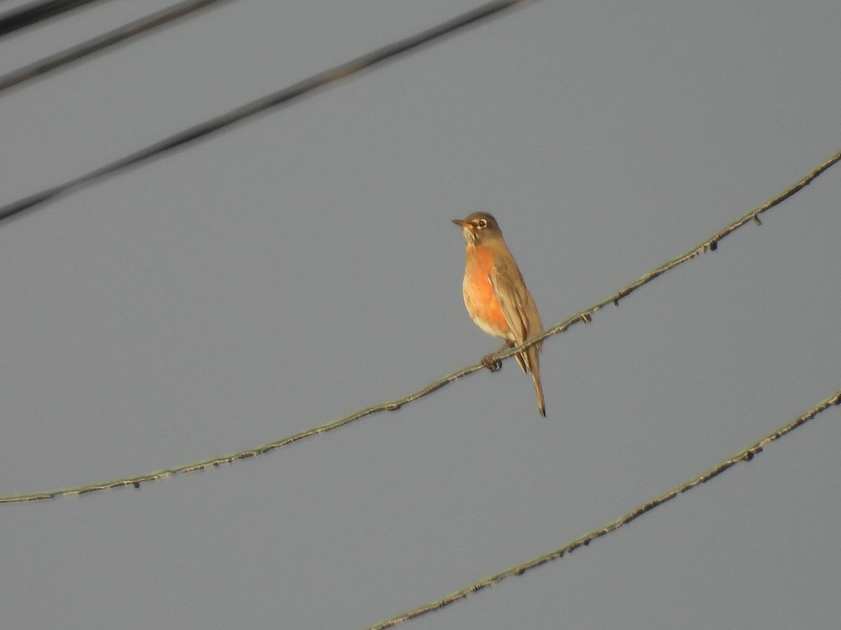 American Robin - ML645446393