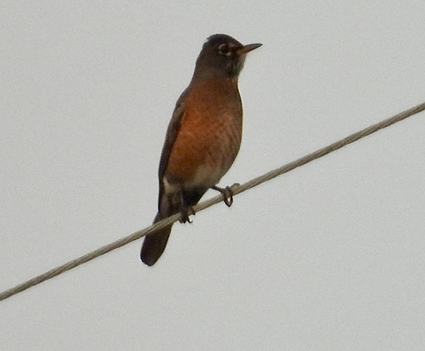 American Robin - ML645446394