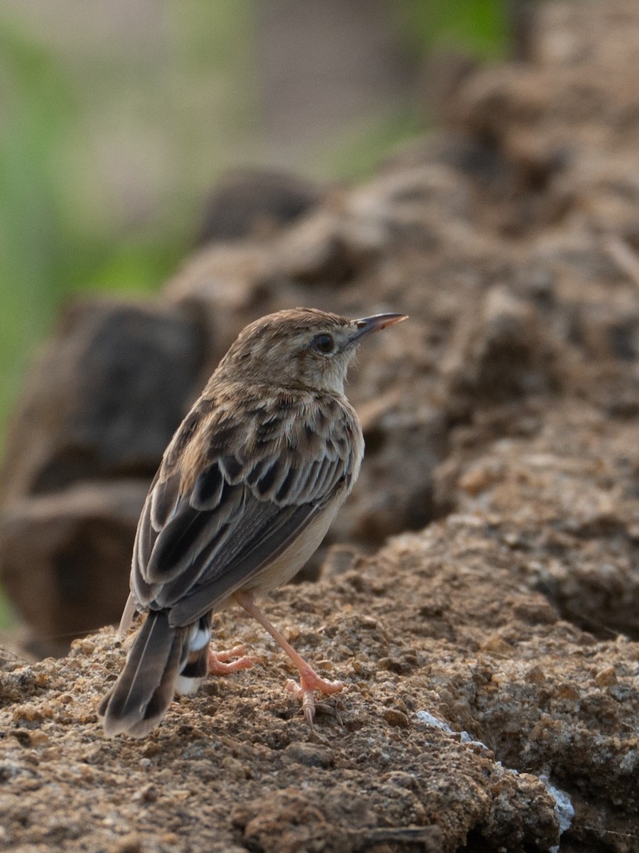 Zitting Cisticola - ML645446401