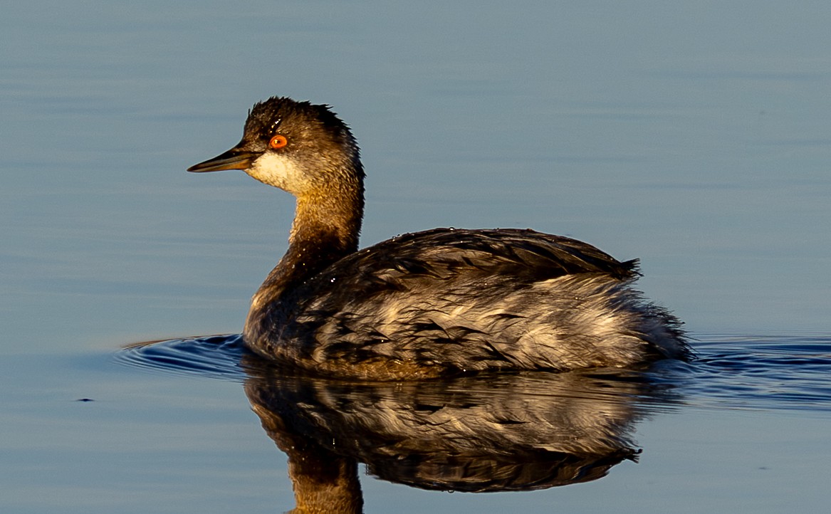 Grèbe à cou noir - ML645446403