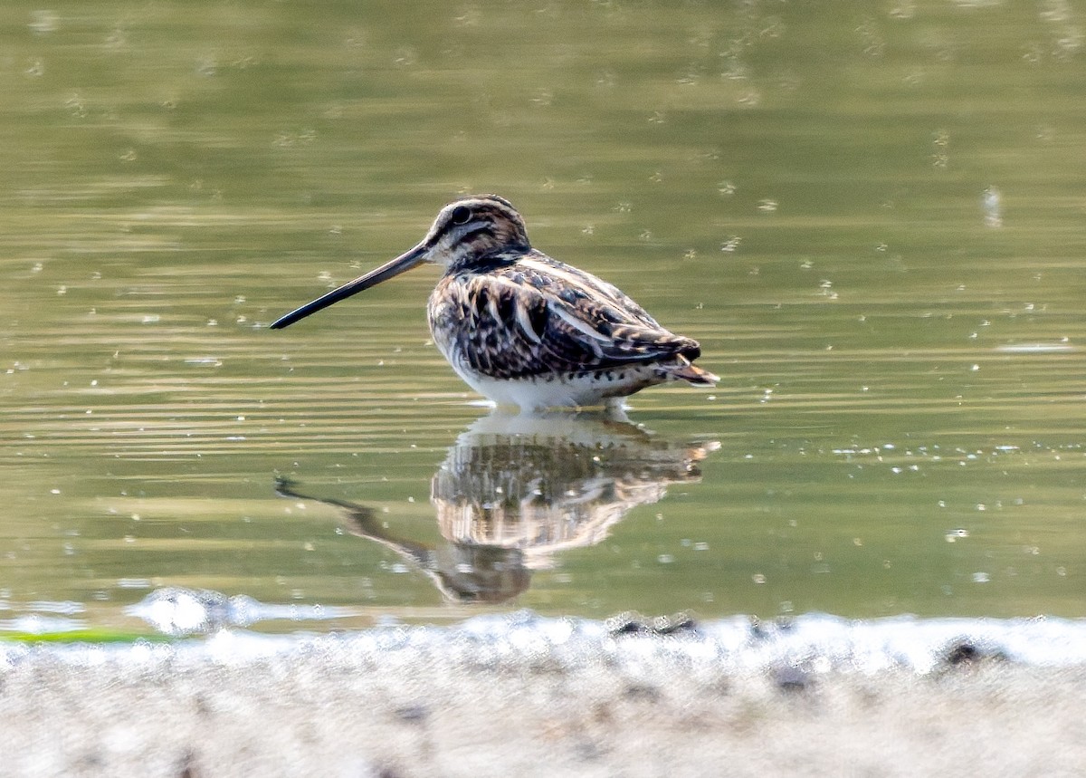 Common Snipe - ML645446405