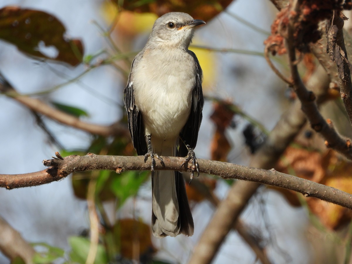Northern Mockingbird - ML645446410