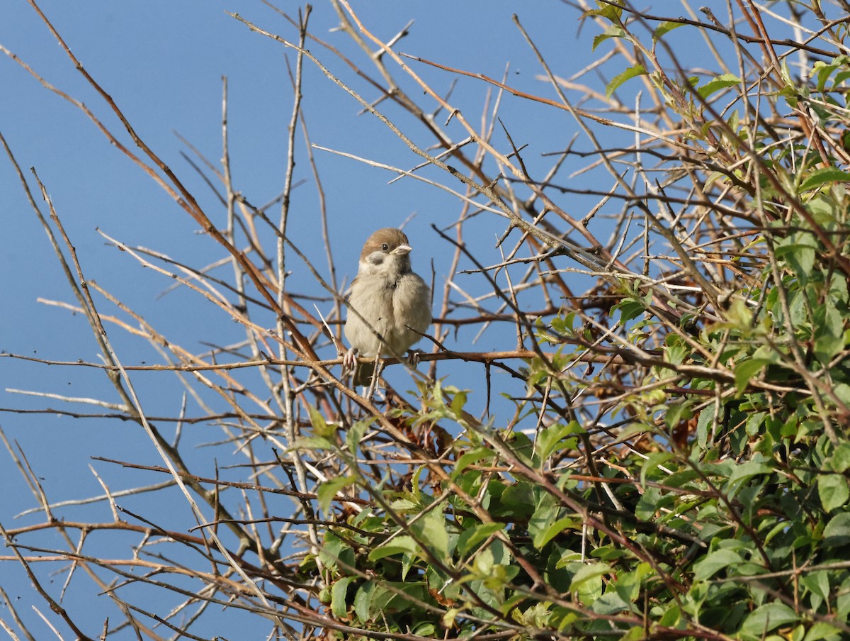 Ağaç Serçesi - ML645446414