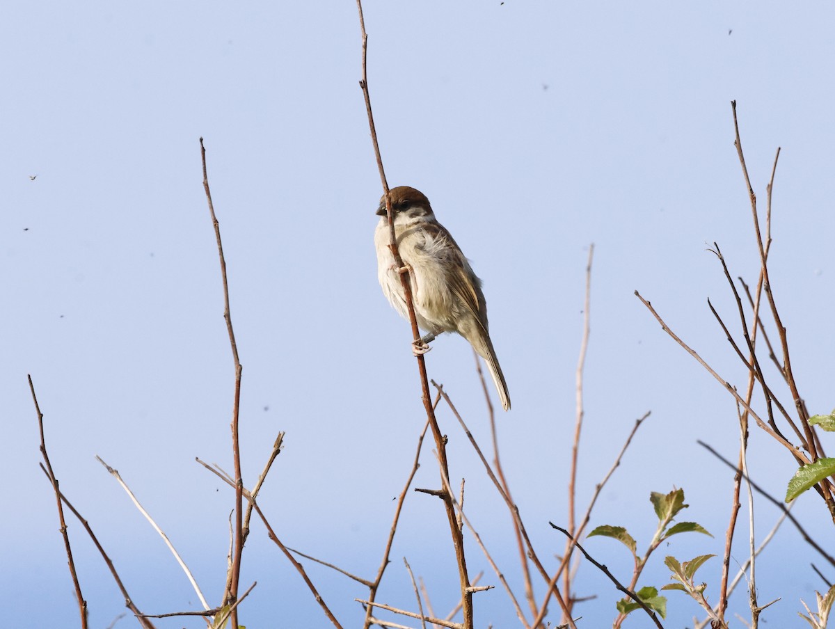 Ağaç Serçesi - ML645446415