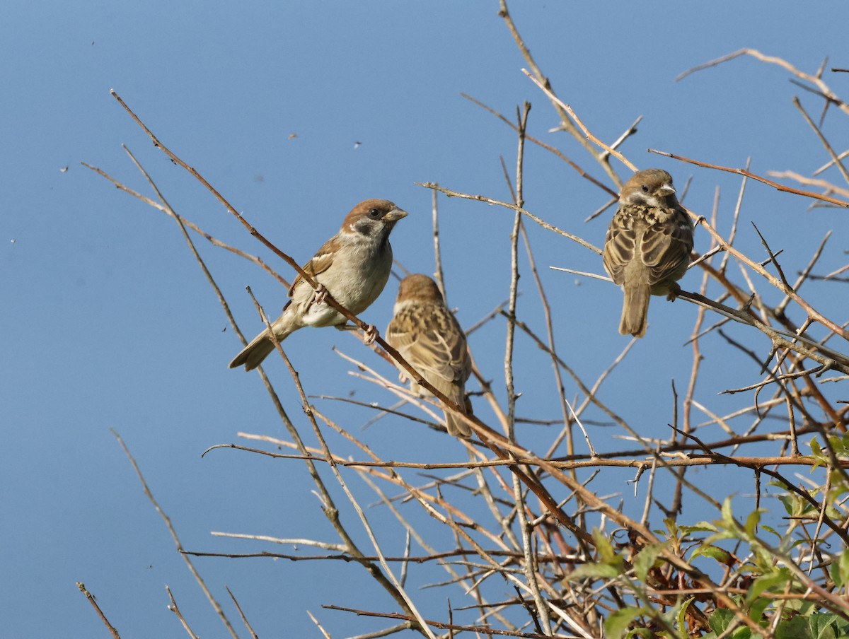 Ağaç Serçesi - ML645446416