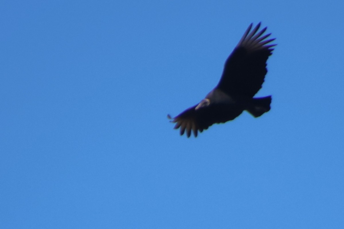 Black Vulture - ML645446417