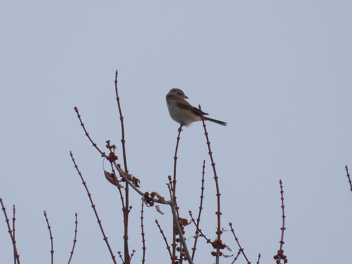 ťuhýk severní - ML645446418