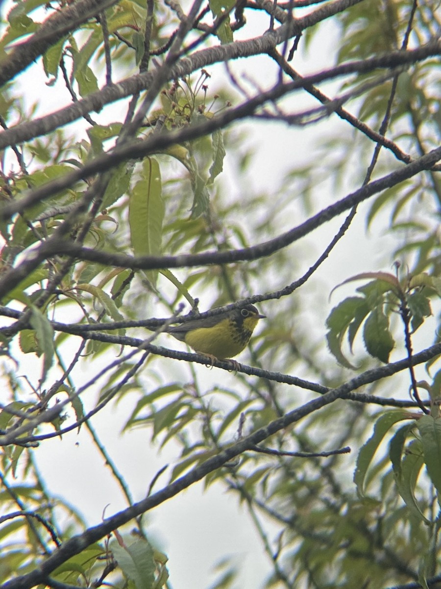 Canada Warbler - ML645446419