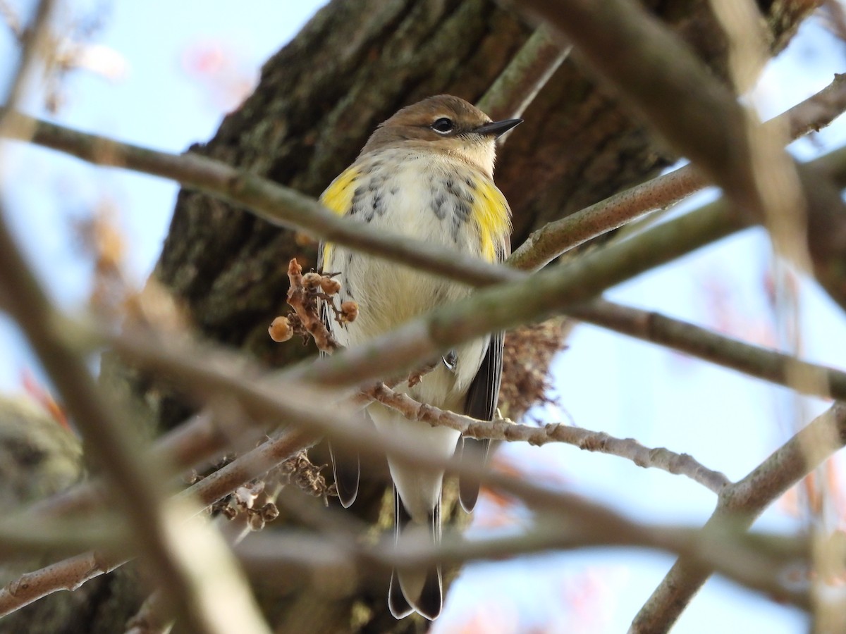 Yellow-rumped Warbler - ML645446434
