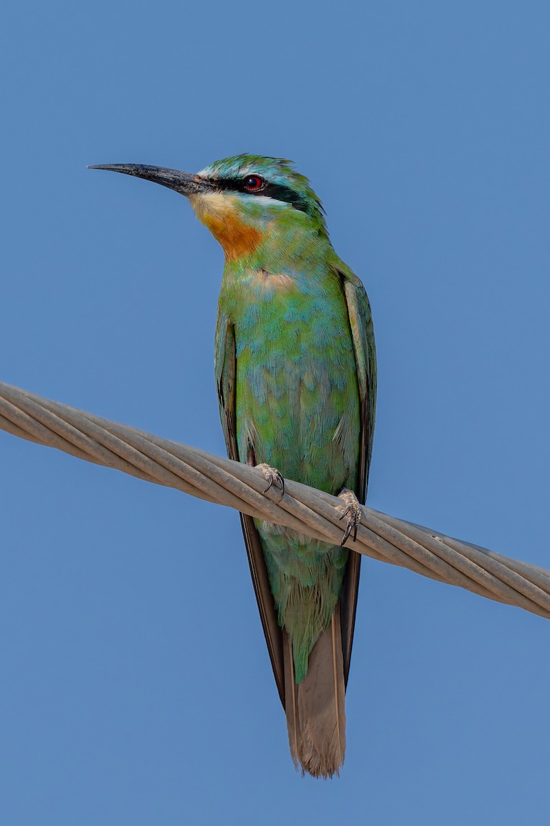 blåkinnbieter - ML645446441