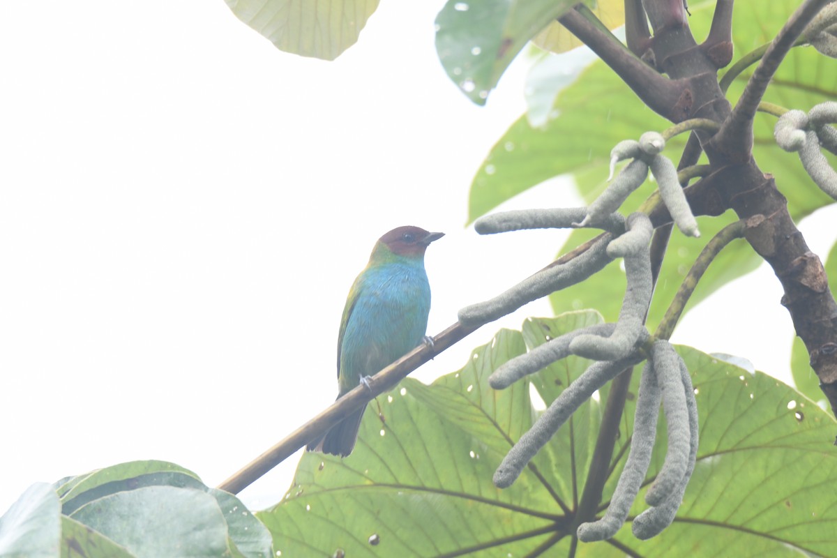 Tangara Cabecibaya - ML645446457