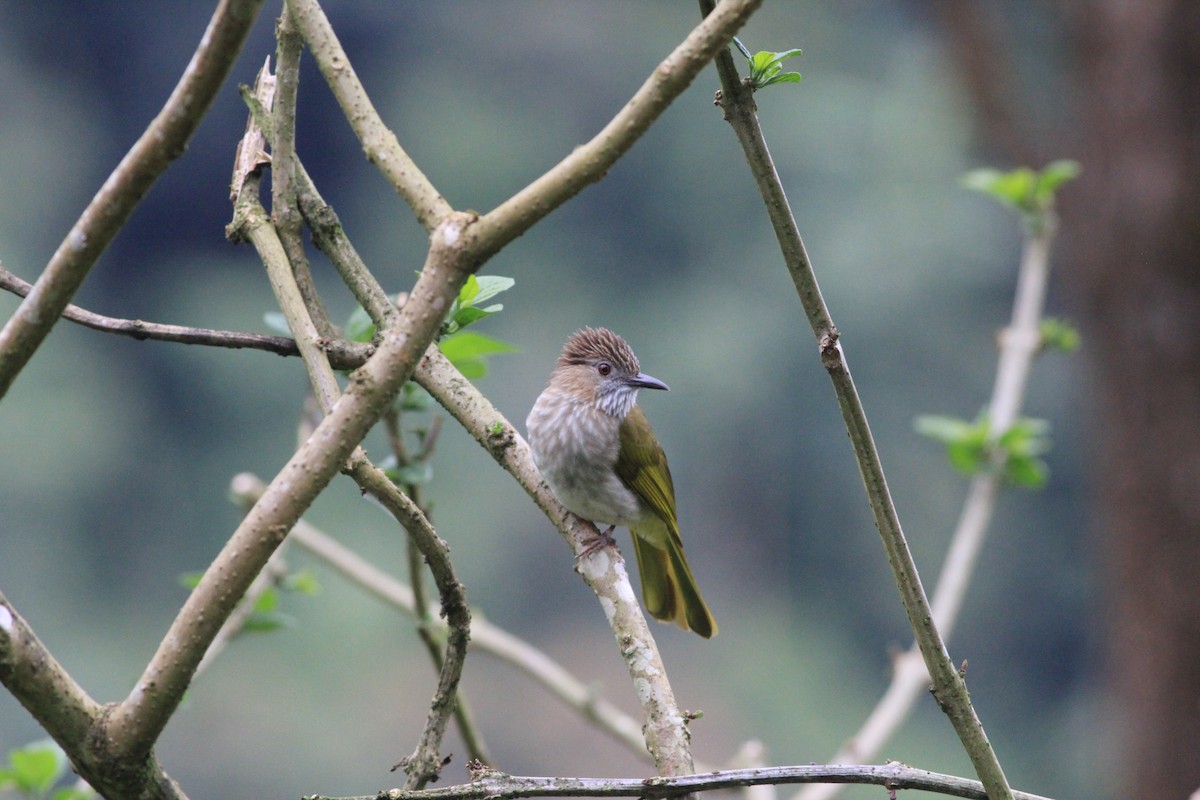 Mountain Bulbul - ML645446458