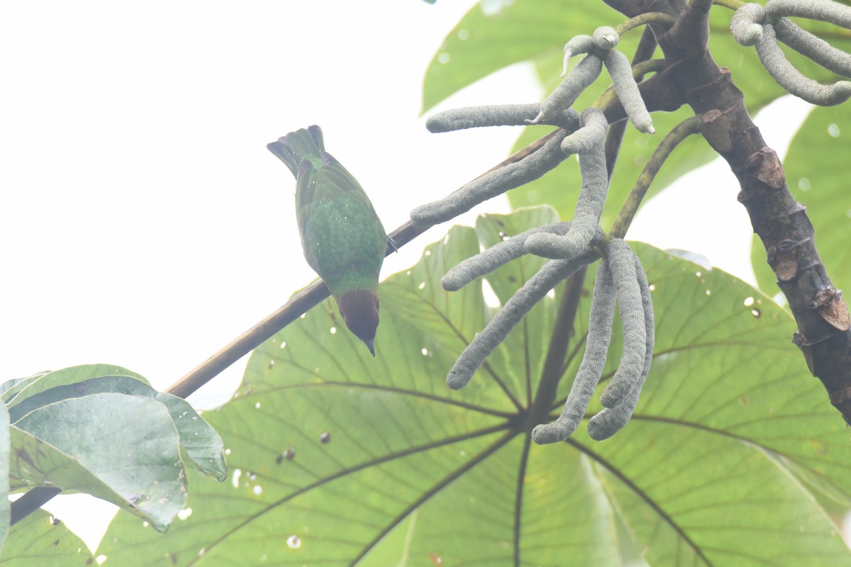 Tangara Cabecibaya - ML645446460