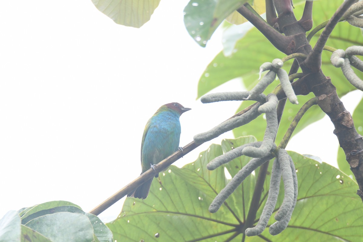 Tangara Cabecibaya - ML645446461