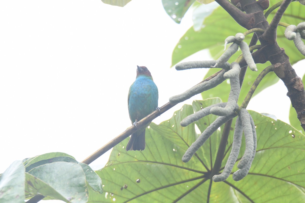 Tangara Cabecibaya - ML645446462