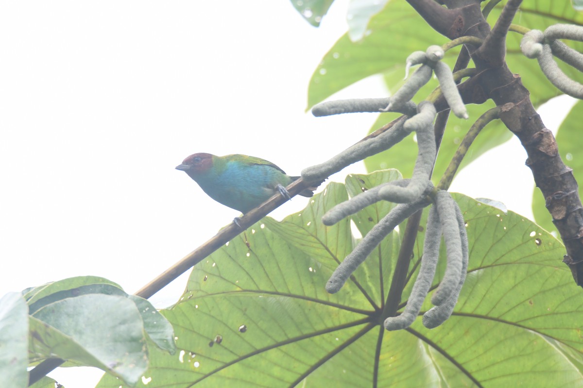 Tangara Cabecibaya - ML645446463