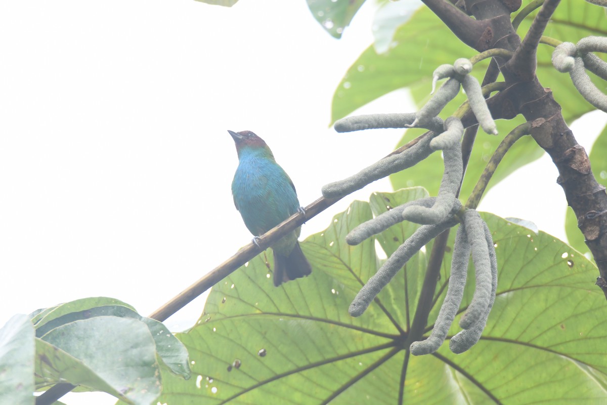 Tangara Cabecibaya - ML645446464