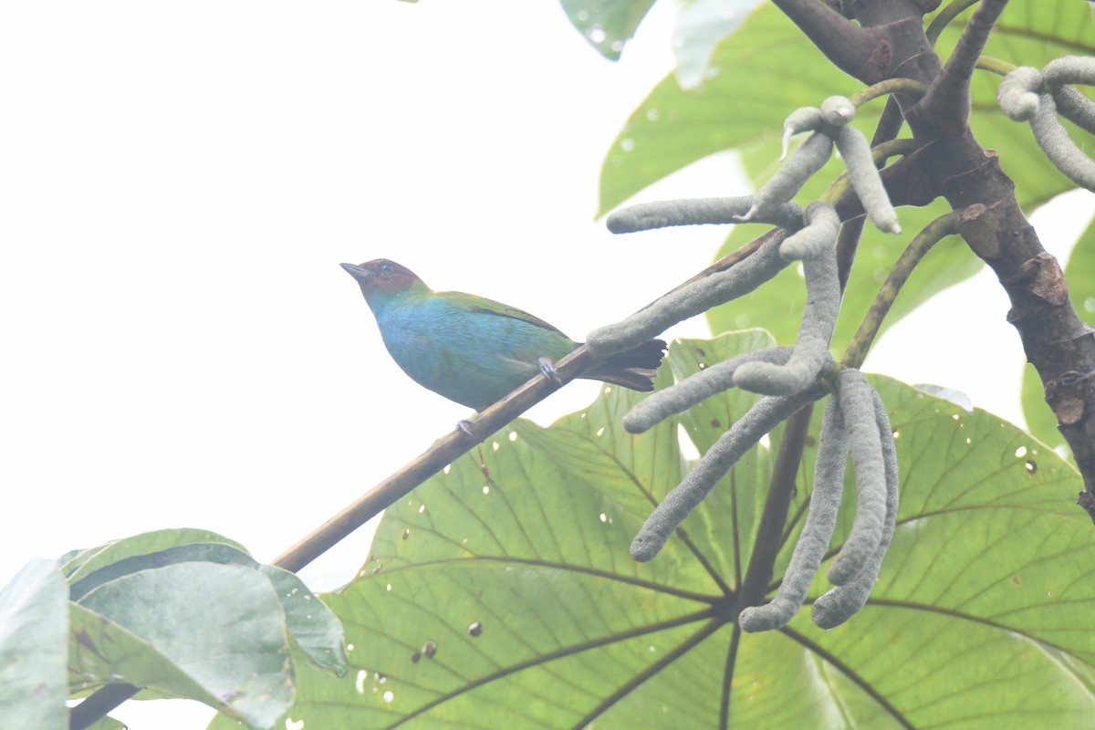 Tangara Cabecibaya - ML645446465