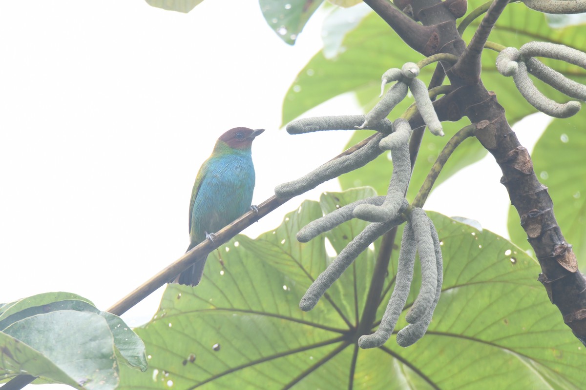 Tangara Cabecibaya - ML645446466