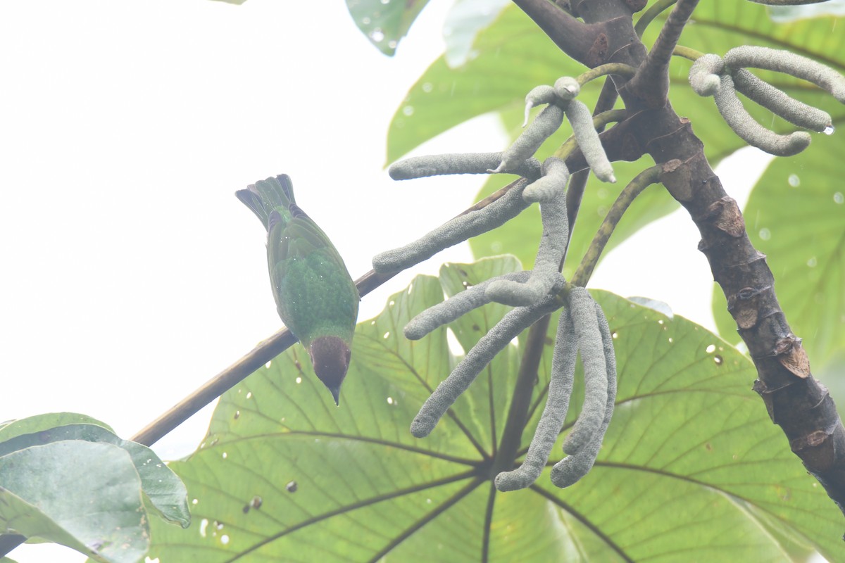 Tangara Cabecibaya - ML645446467