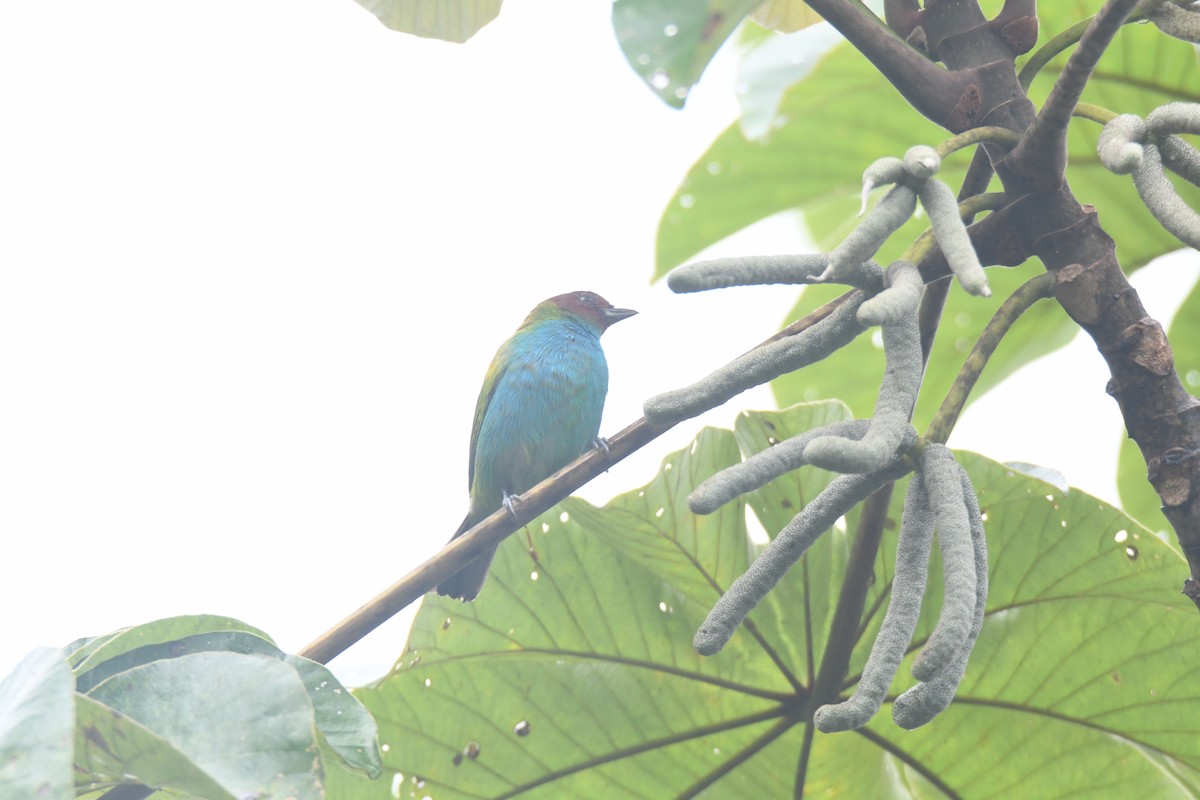 Tangara Cabecibaya - ML645446468