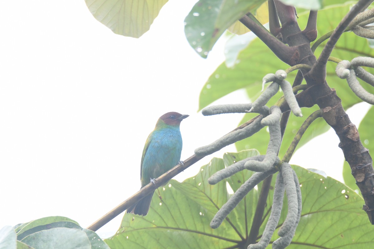 Tangara Cabecibaya - ML645446469