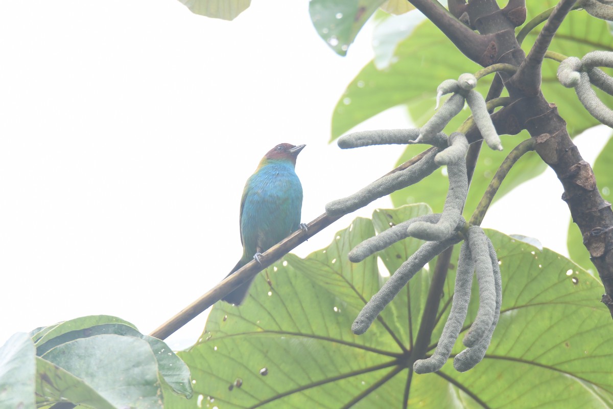 Tangara Cabecibaya - ML645446470