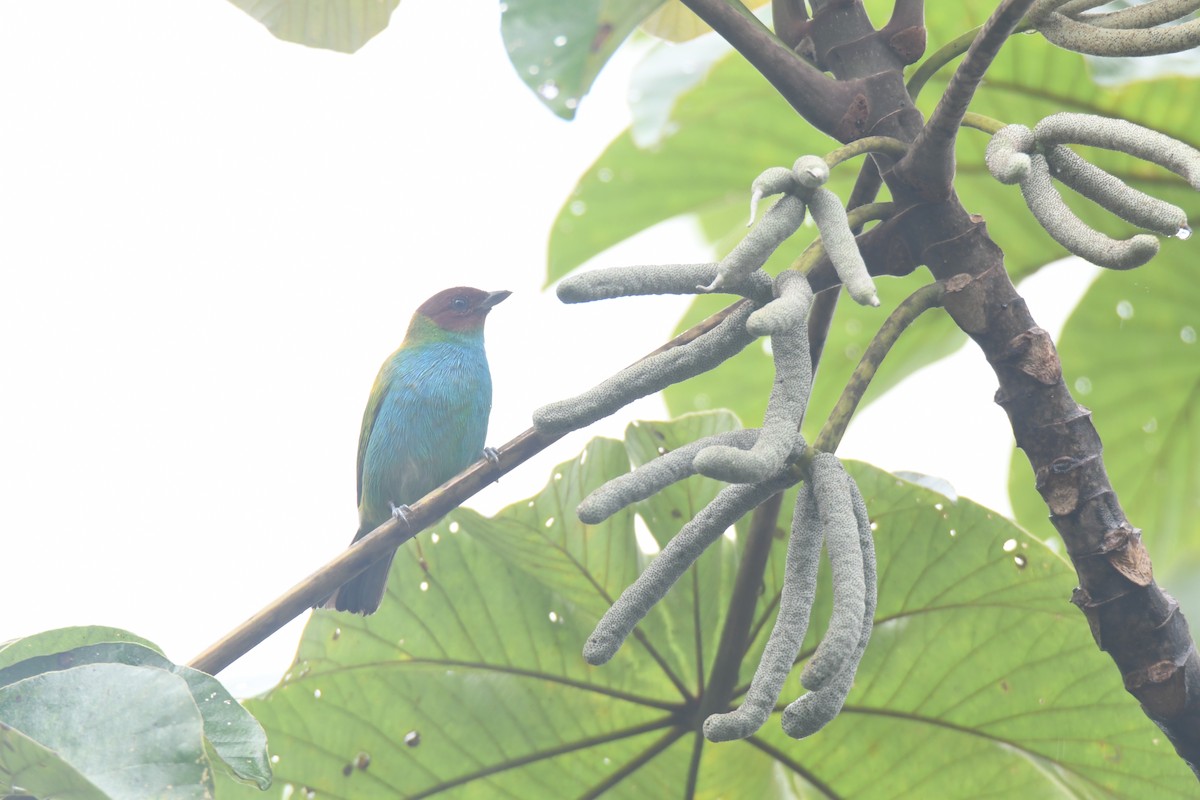 Tangara Cabecibaya - ML645446471