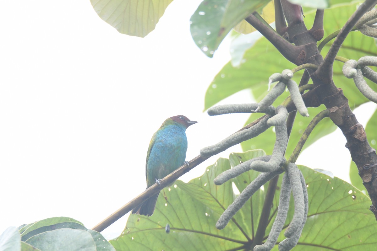 Tangara Cabecibaya - ML645446472