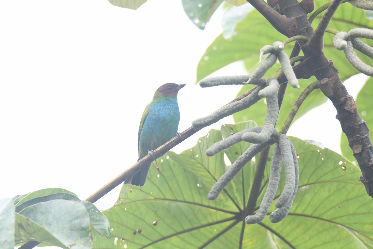 Tangara Cabecibaya - ML645446473