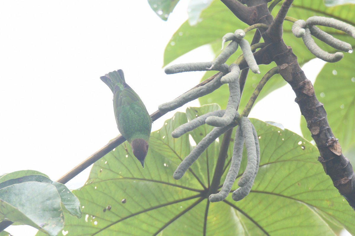 Tangara Cabecibaya - ML645446474