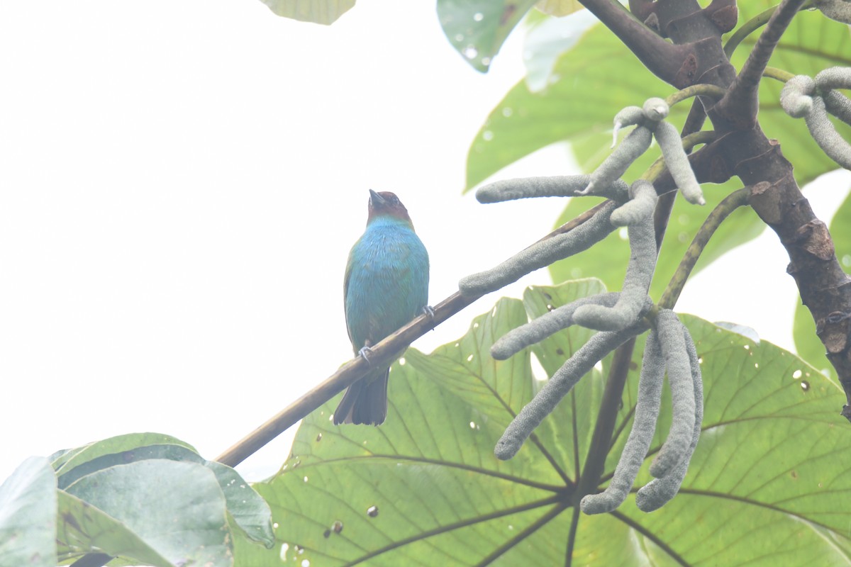 Tangara Cabecibaya - ML645446475