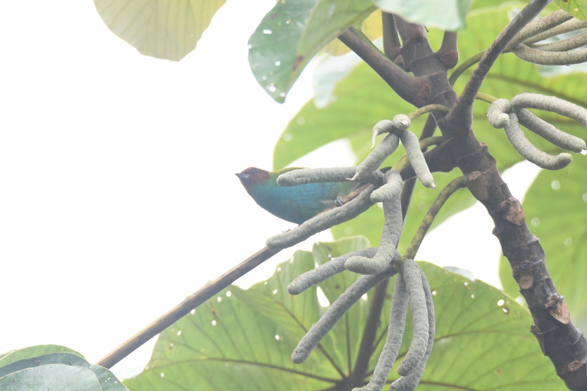 Tangara Cabecibaya - ML645446476