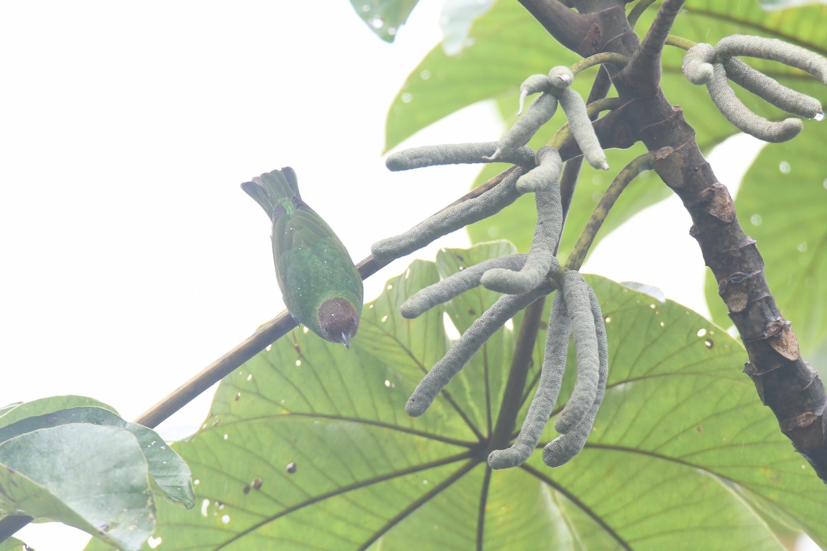 Tangara Cabecibaya - ML645446477