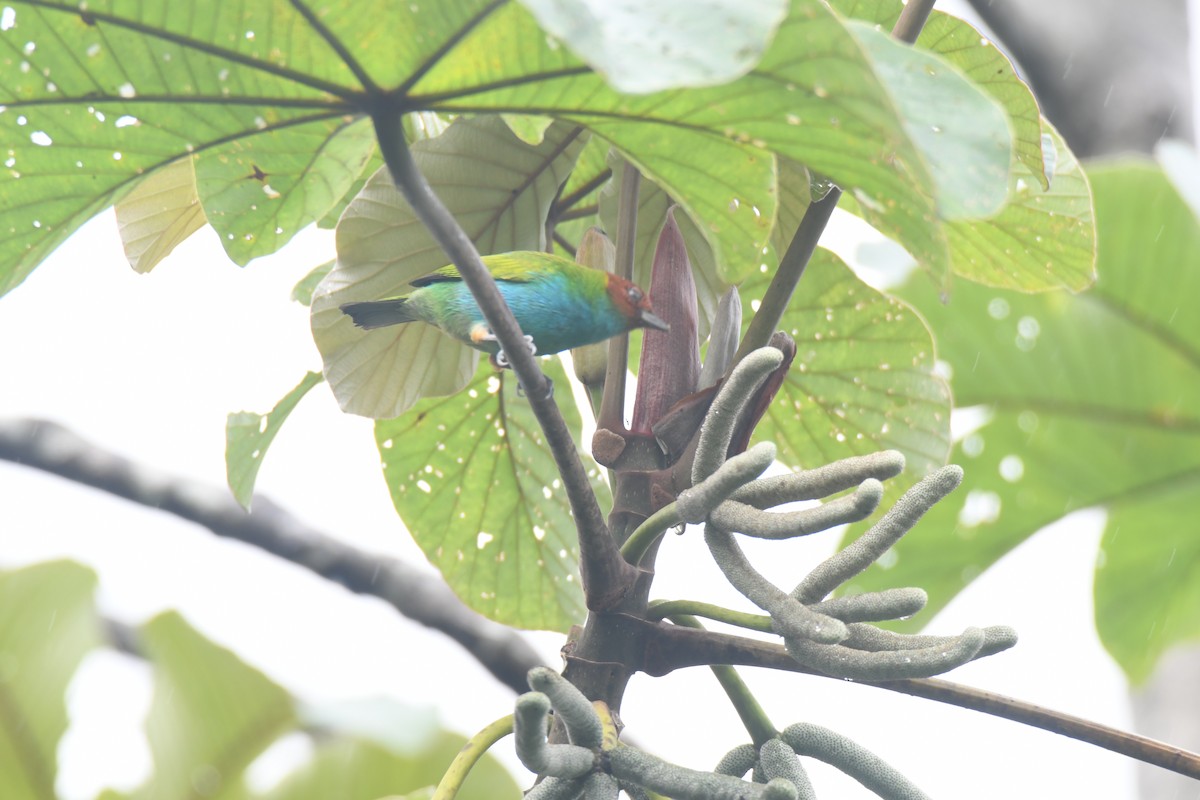 Tangara Cabecibaya - ML645446478