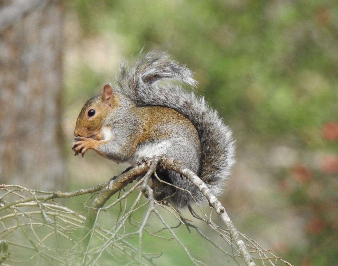 Squirrels - ML645446485