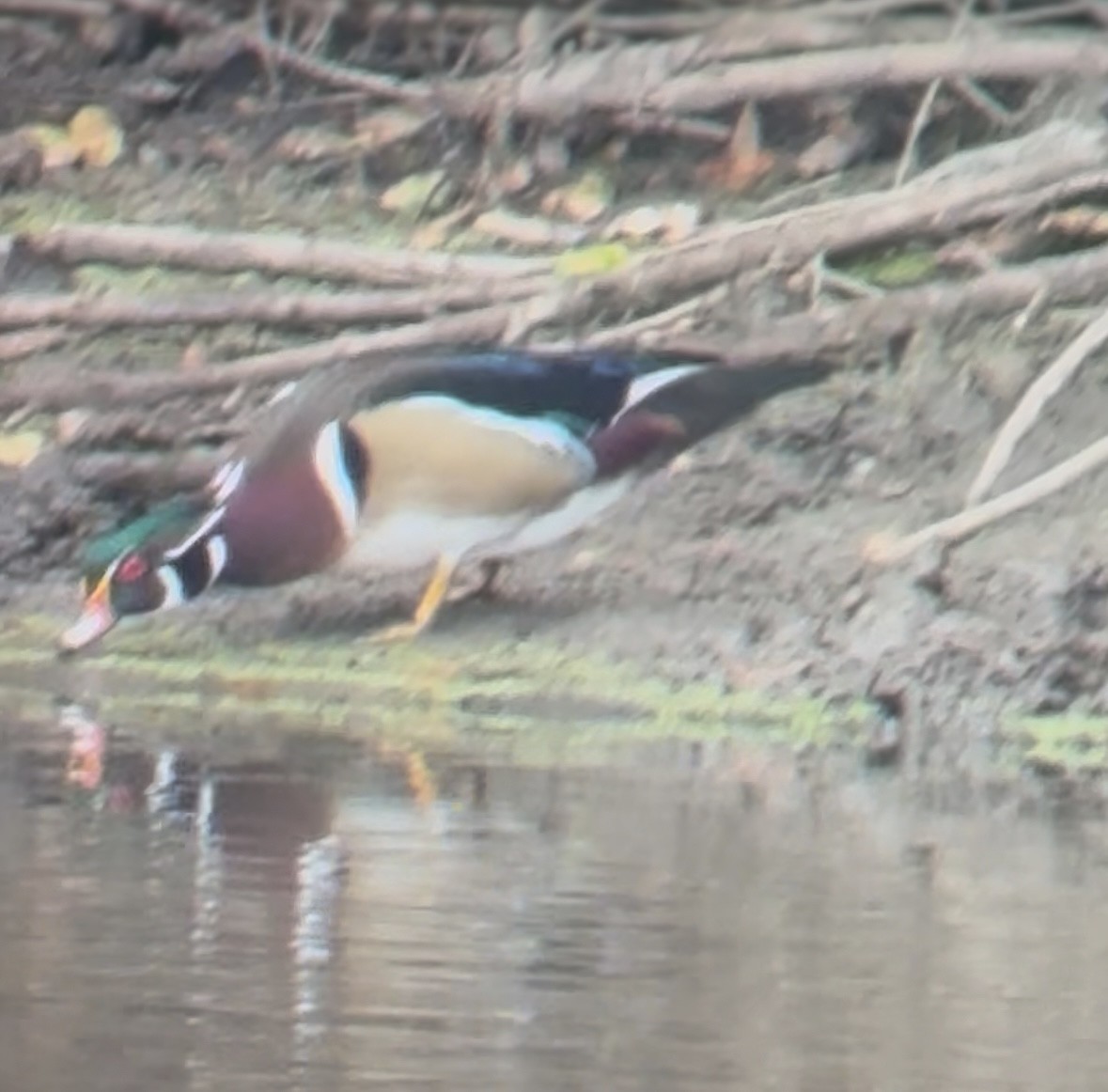 Wood Duck - ML645446486