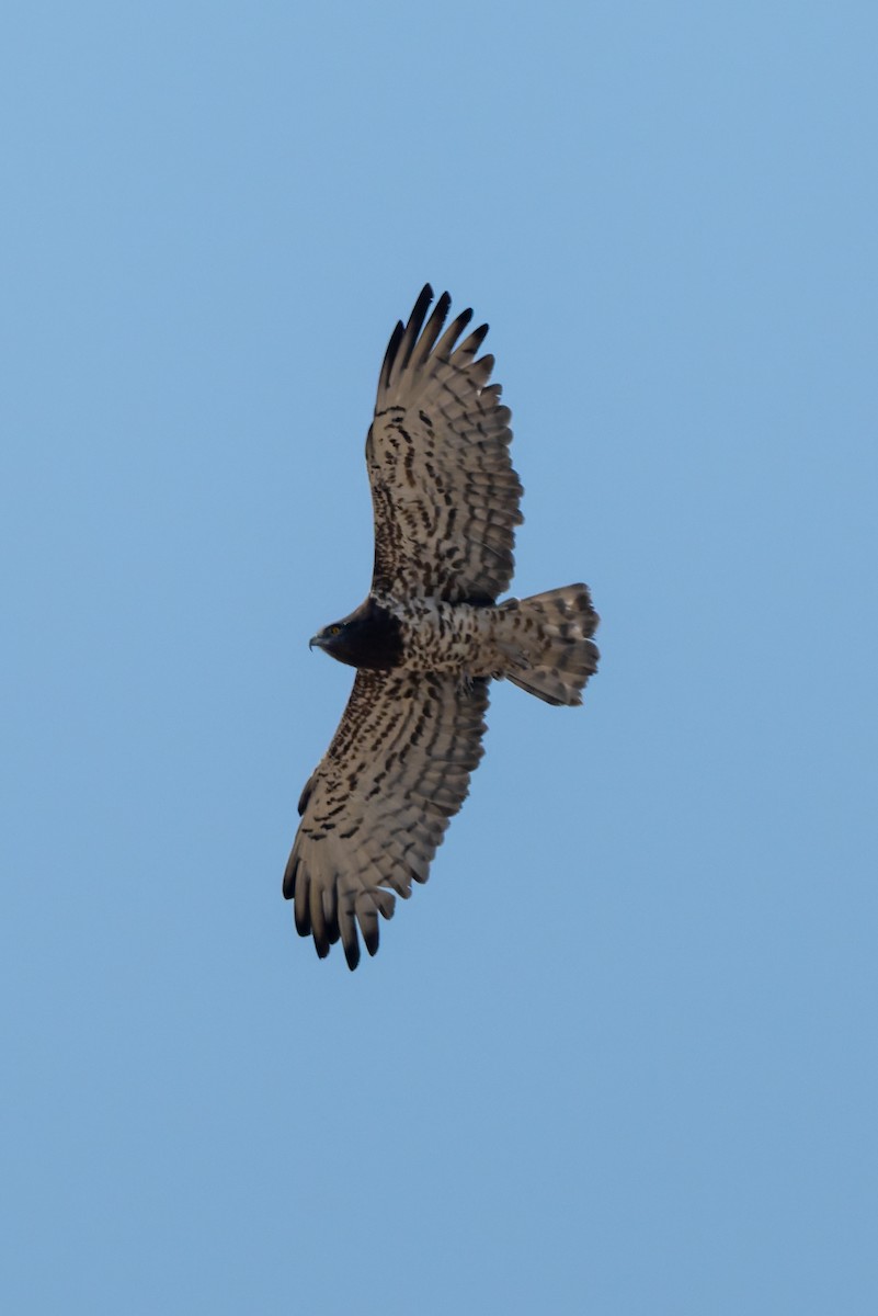 orlík krátkoprstý - ML645446500