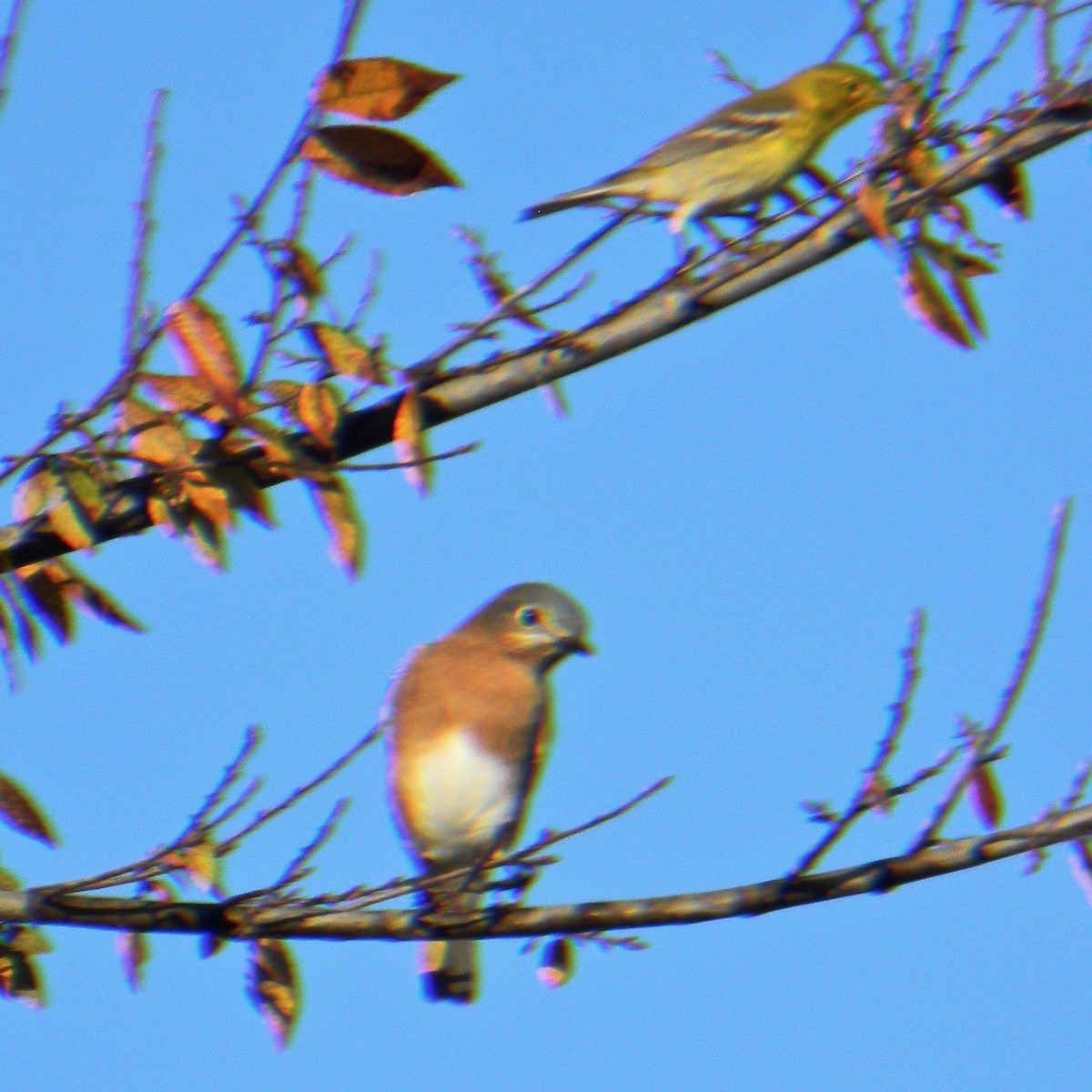 Eastern Bluebird - ML645446503