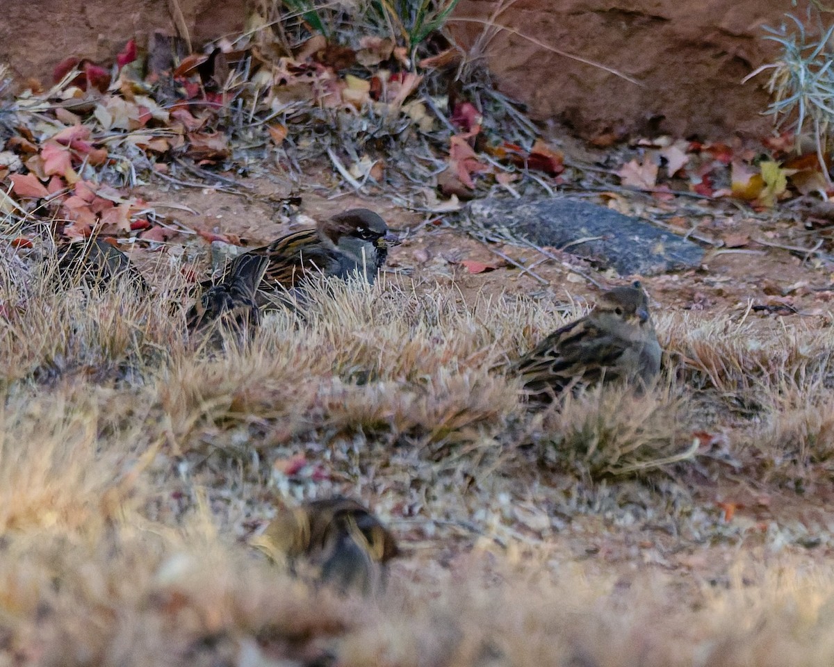 Gorrión Común - ML645446504