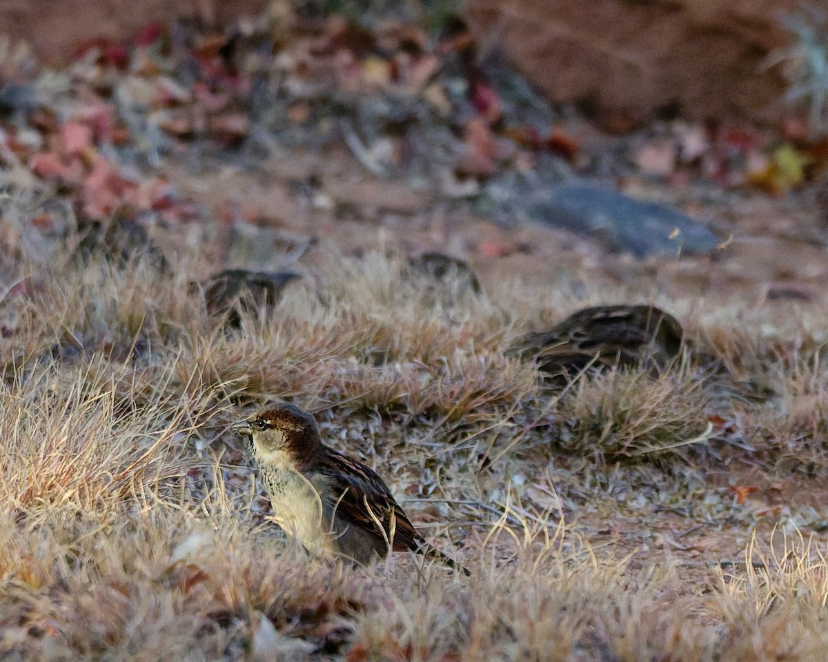 Gorrión Común - ML645446505