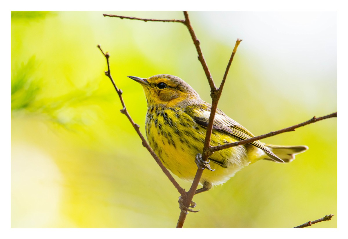 Cape May Warbler - ML645446510