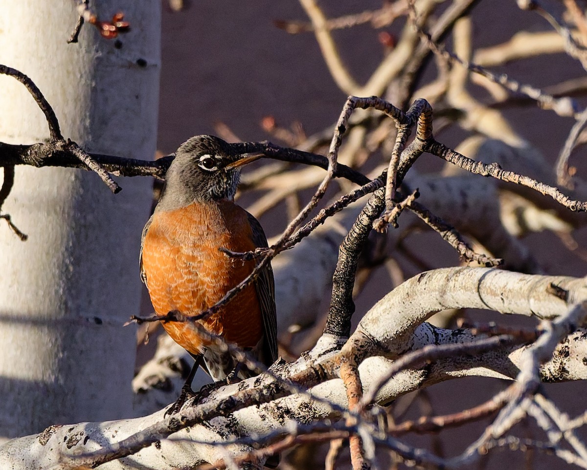 American Robin - ML645446518