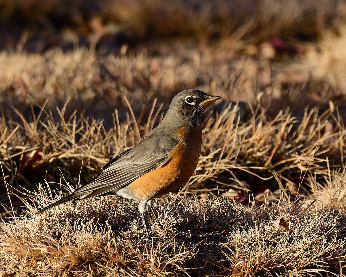 American Robin - ML645446521