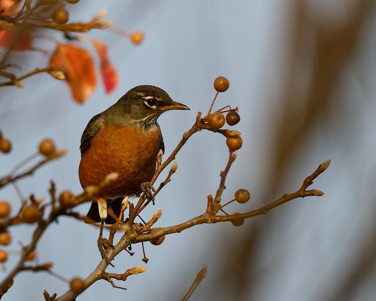 American Robin - ML645446522