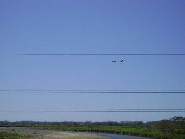 Scarlet Macaw - ML645446528