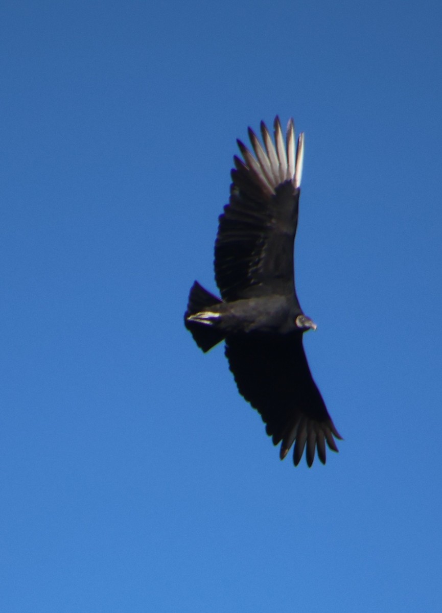 Black Vulture - ML645446531