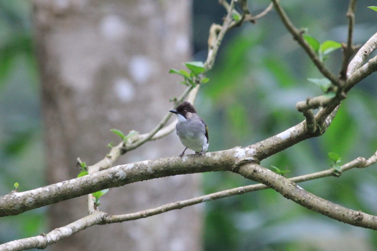 Ashy Bulbul - ML645446541