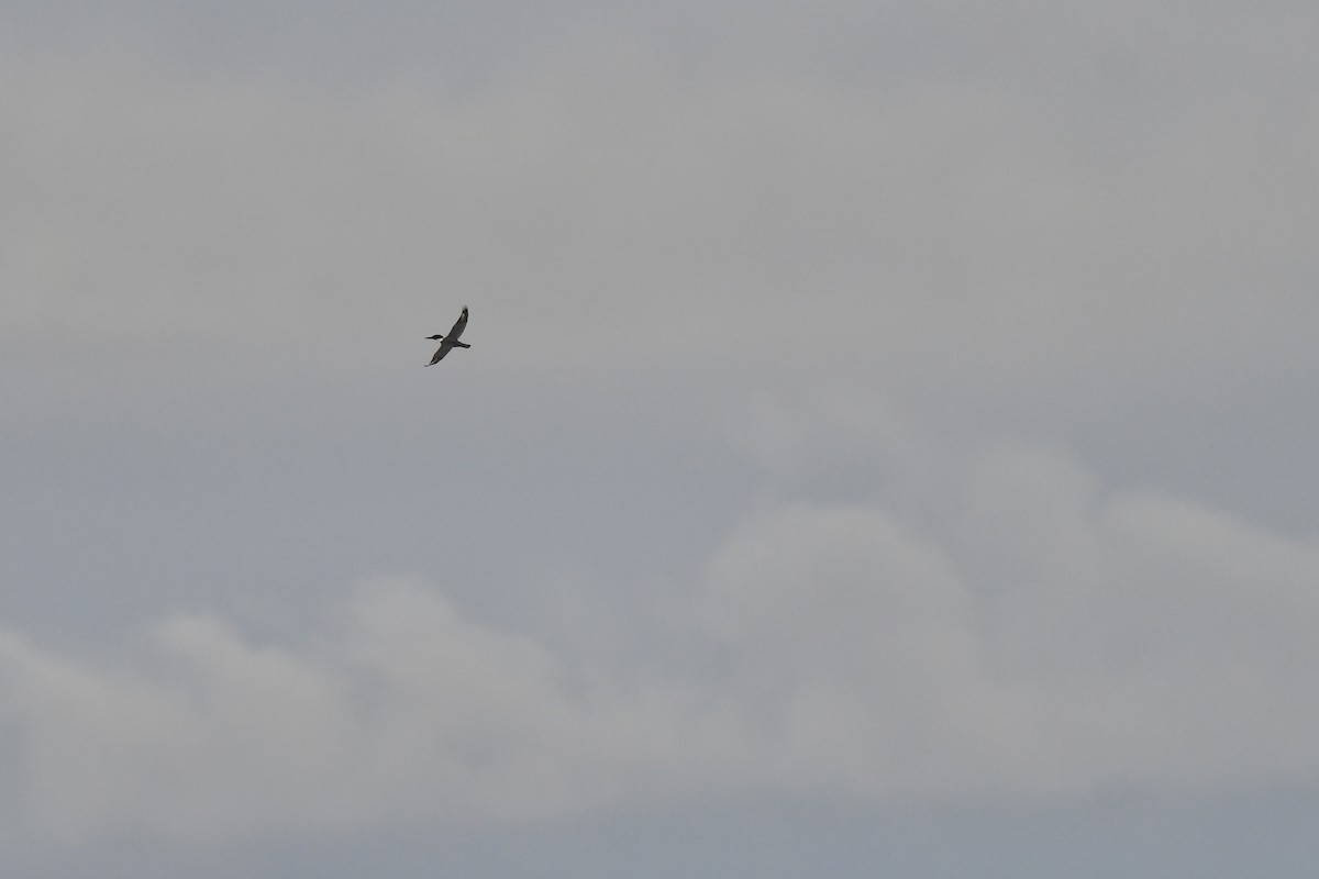 Belted Kingfisher - ML645446559