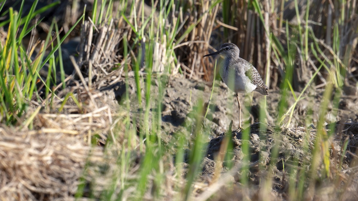 タカブシギ - ML645446570